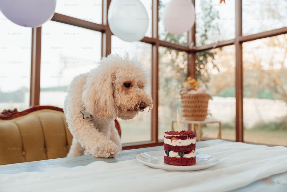 a white dog standing next to a cake on a table