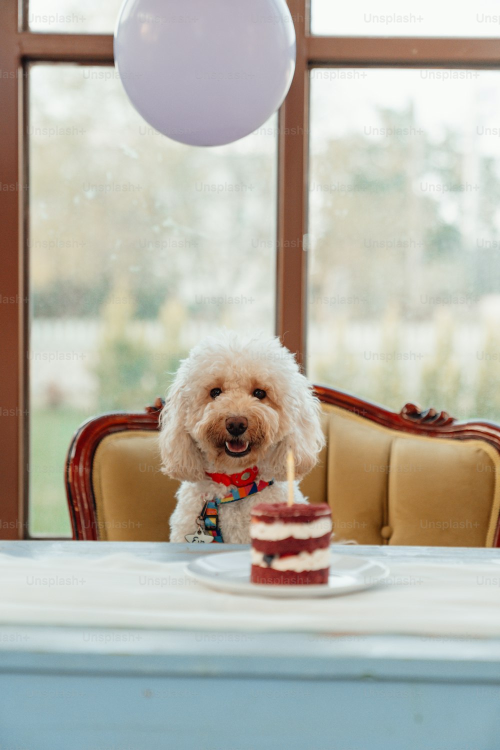 a dog sitting at a table with a piece of cake