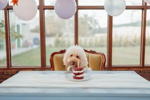 a small white dog sitting in a cup on a table