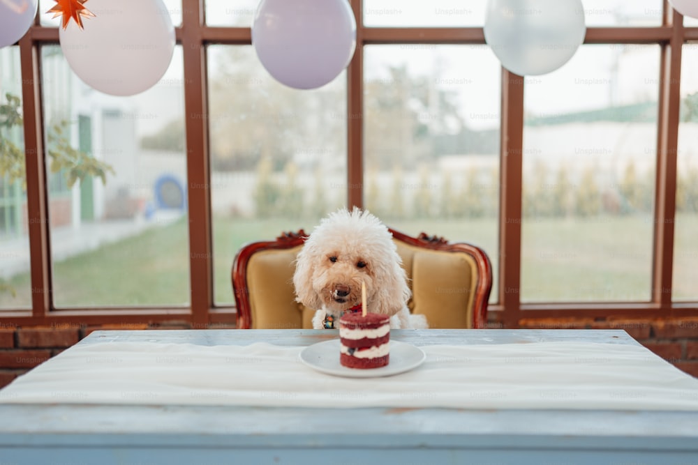 a small white dog sitting in a cup on a table