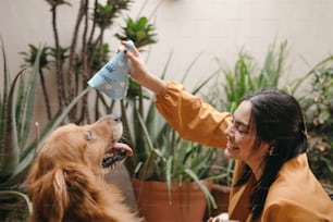Eine Frau streichelt einen Hund mit einem Tuch