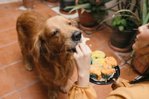 a woman feeding a dog a piece of cake