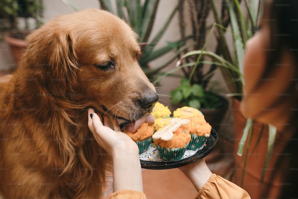 犬に食べ物の皿を与える女性