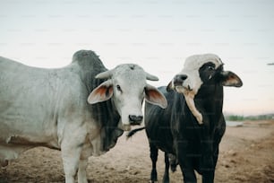 a couple of cows standing next to each other on a dirt field