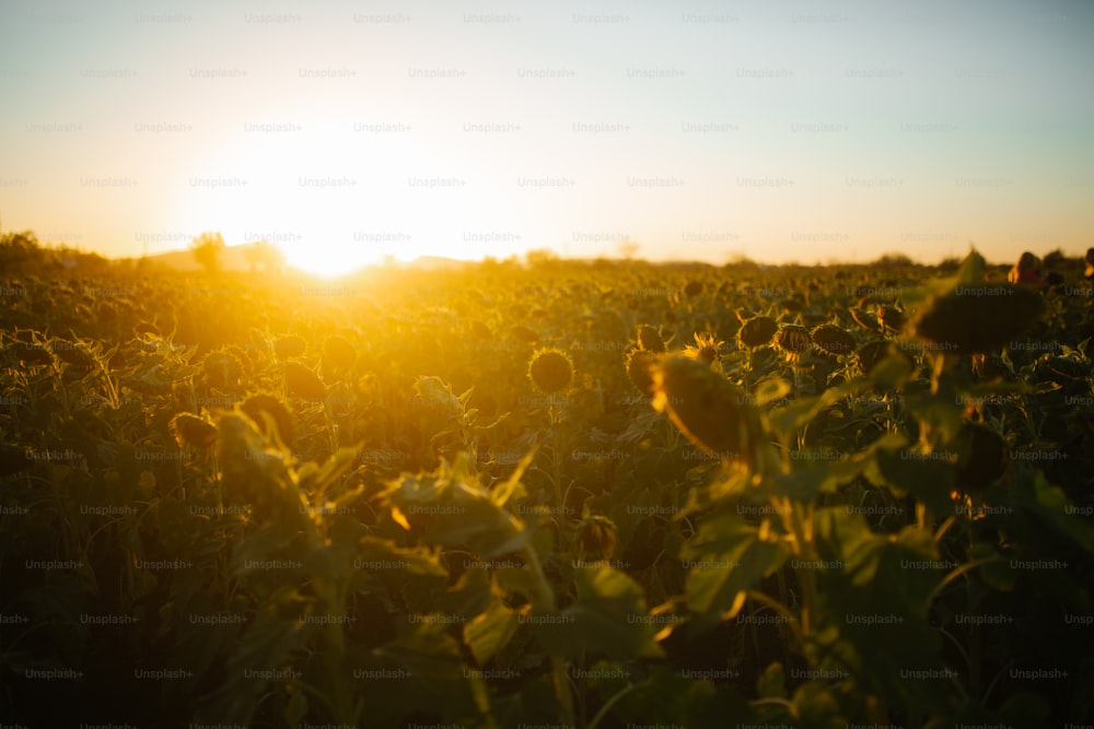 um campo de girassóis com o sol se pondo ao fundo