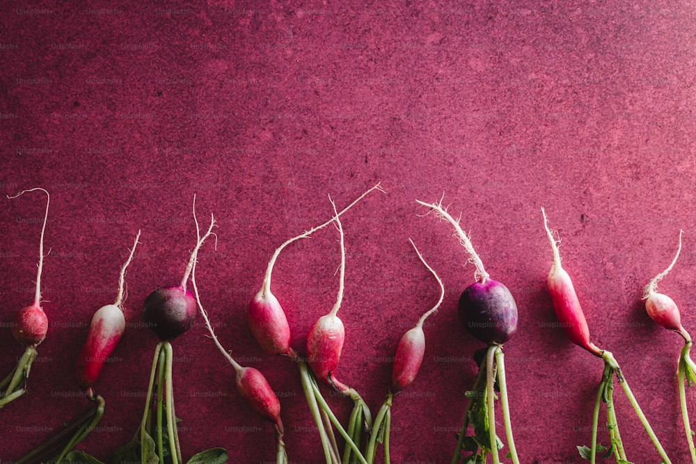 a row of radishes on a purple surface
