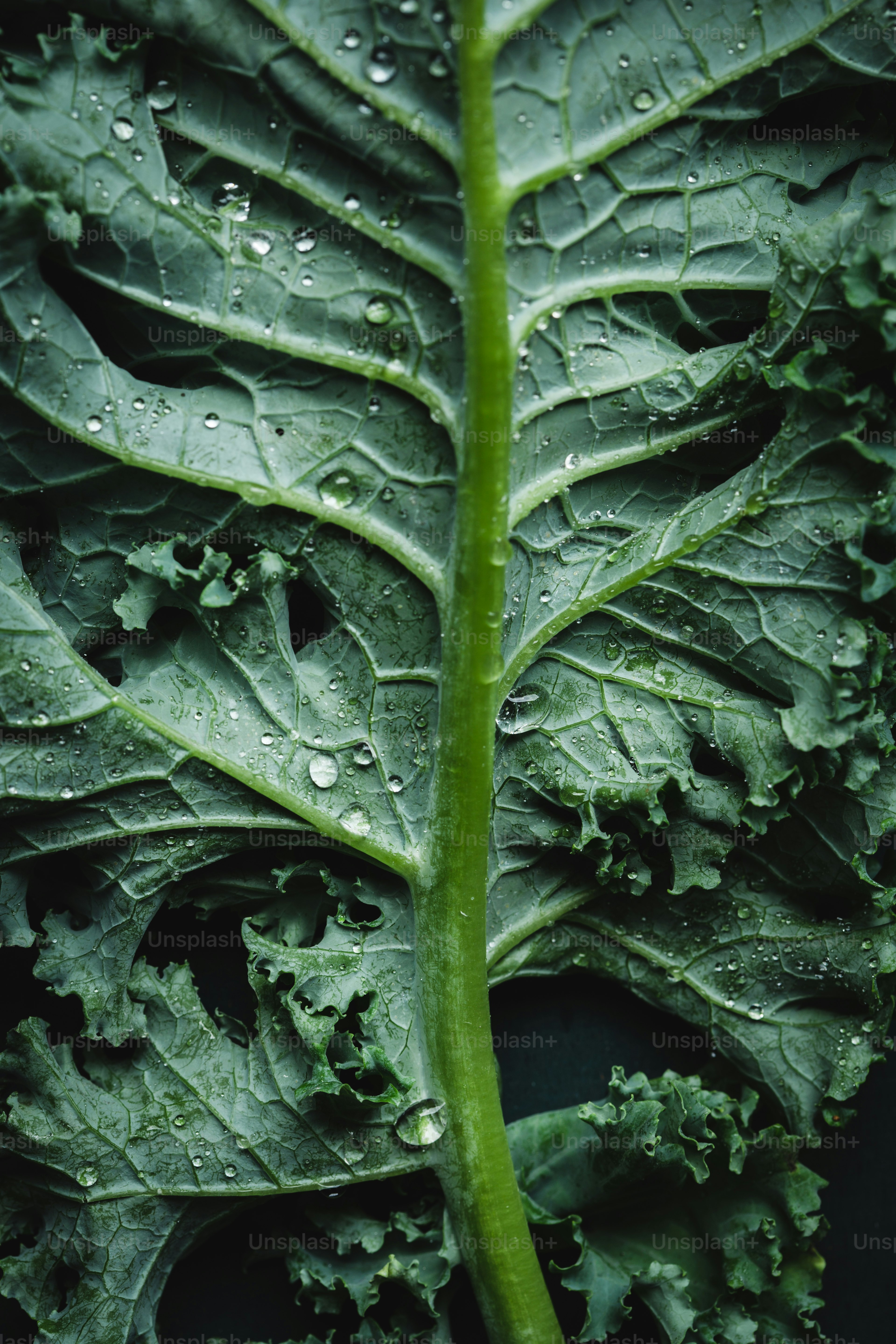 물방울이 있는 녹색 잎이 많은 식물의 클로즈업