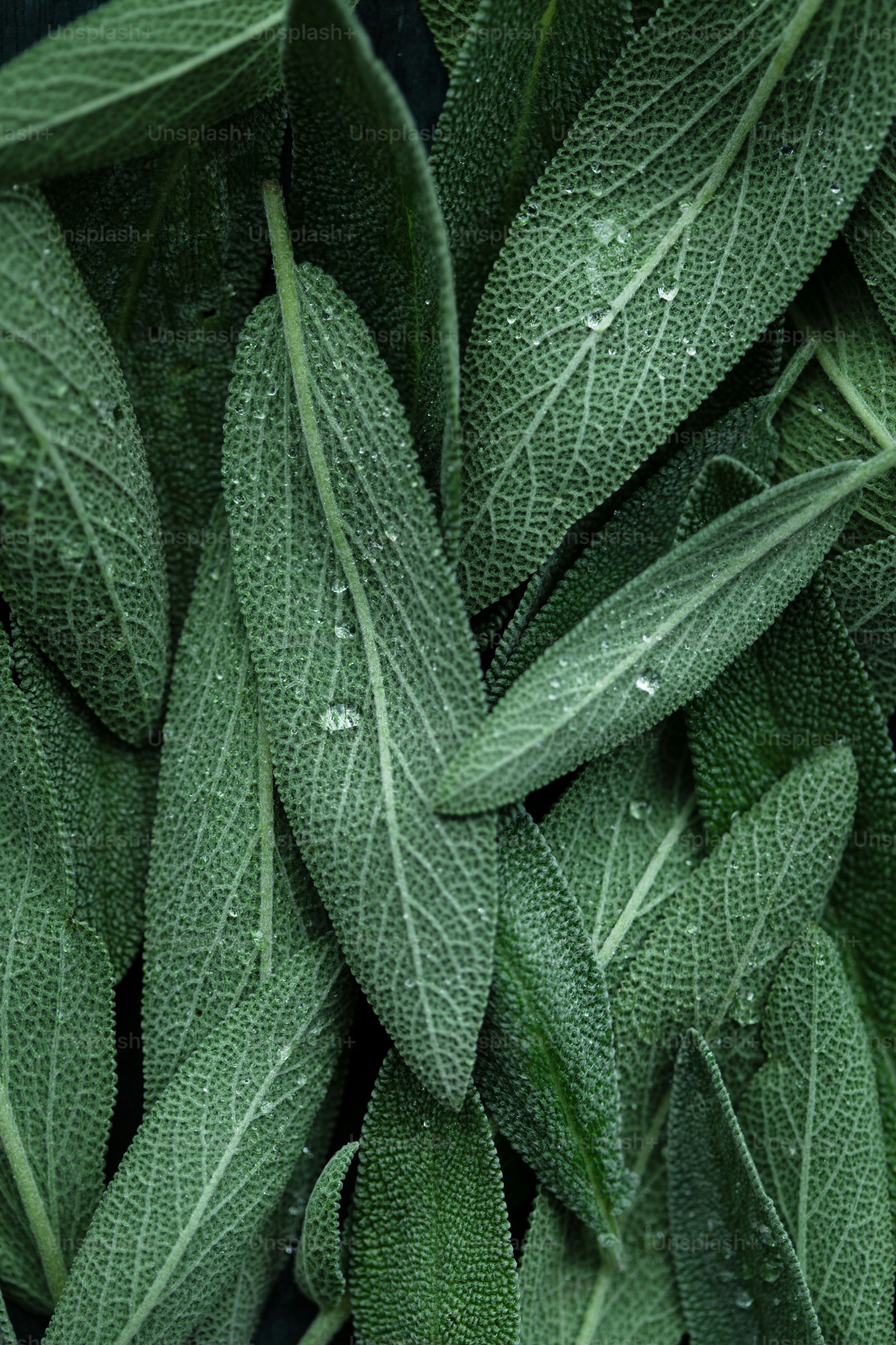 un manojo de hojas verdes con gotas de agua sobre ellas