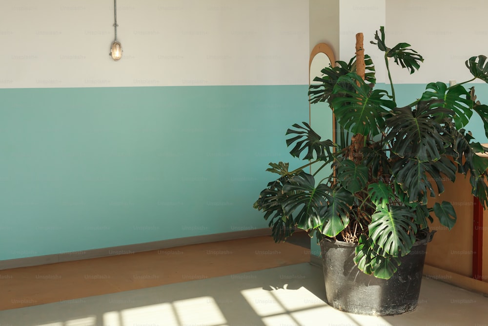 a potted plant in a corner of a room