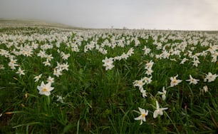 Ein Feld voller weißer Blumen an einem bewölkten Tag