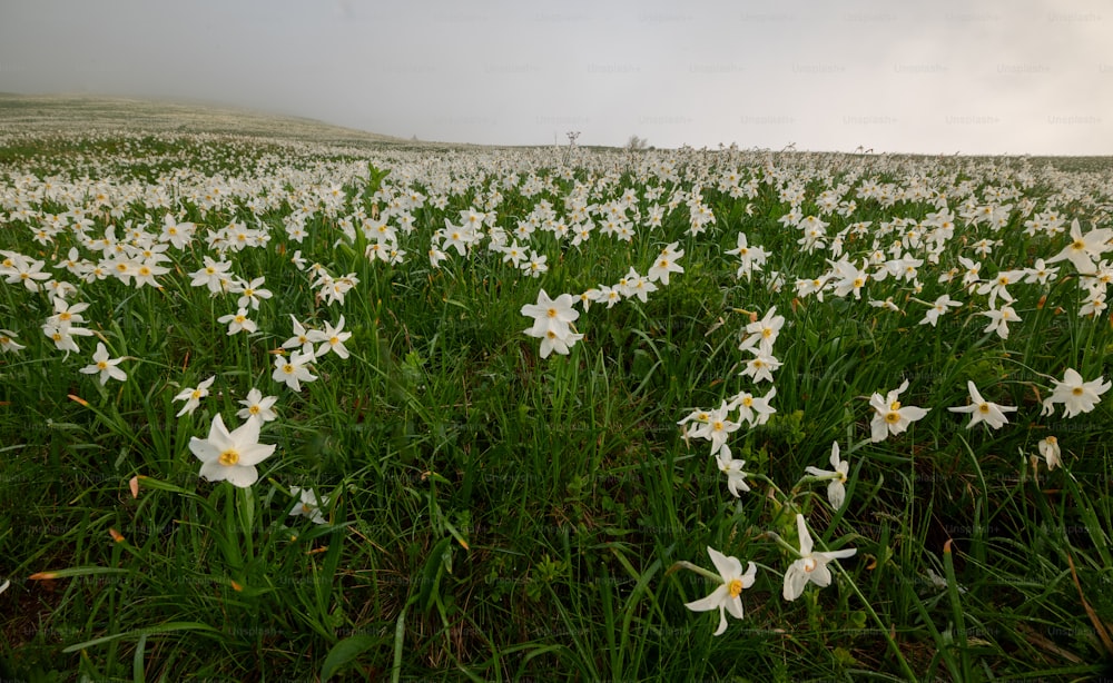 Un campo pieno di fiori bianchi in una giornata nuvolosa