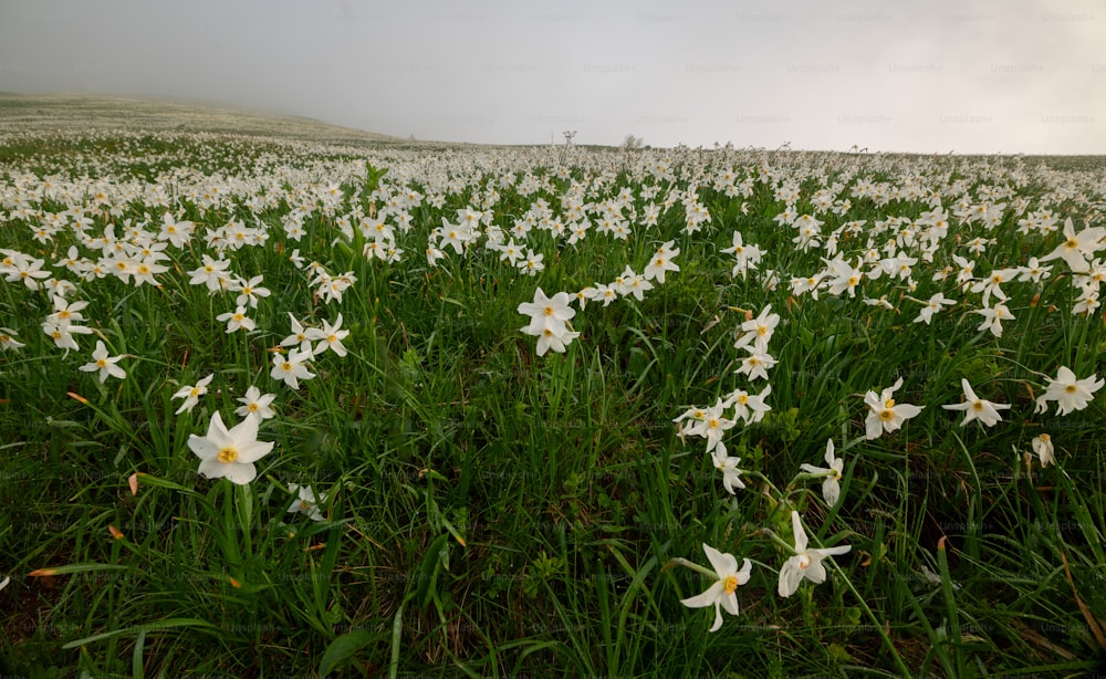 a field full of white flowers on a cloudy day