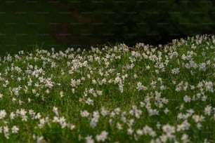 Ein Feld voller weißer Blumen neben einem Wald