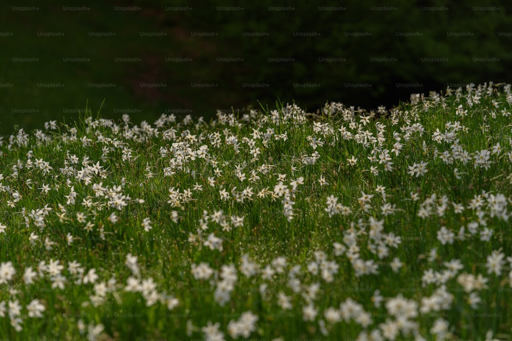 Un champ plein de fleurs blanches à côté d’une forêt