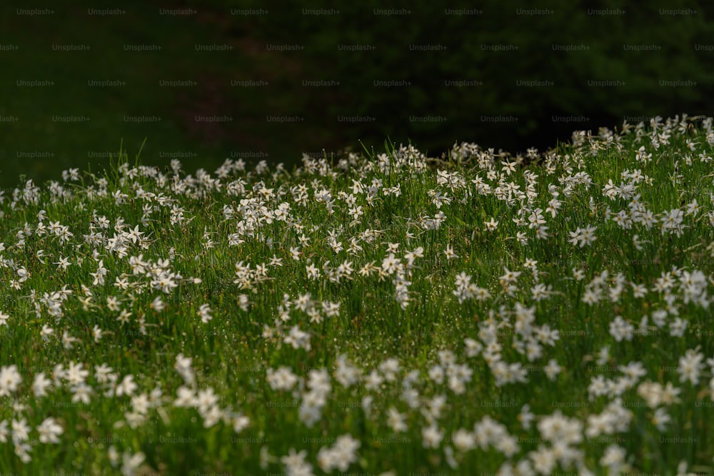 a field full of white flowers next to a forest