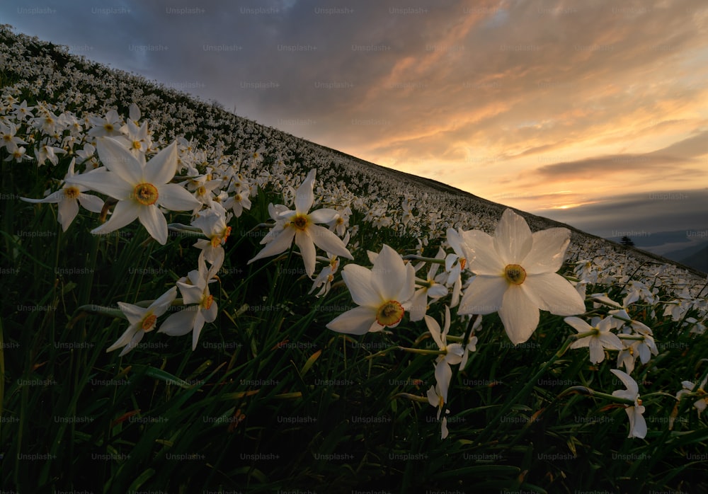 曇り空の下、白い花が咲き乱れる野原