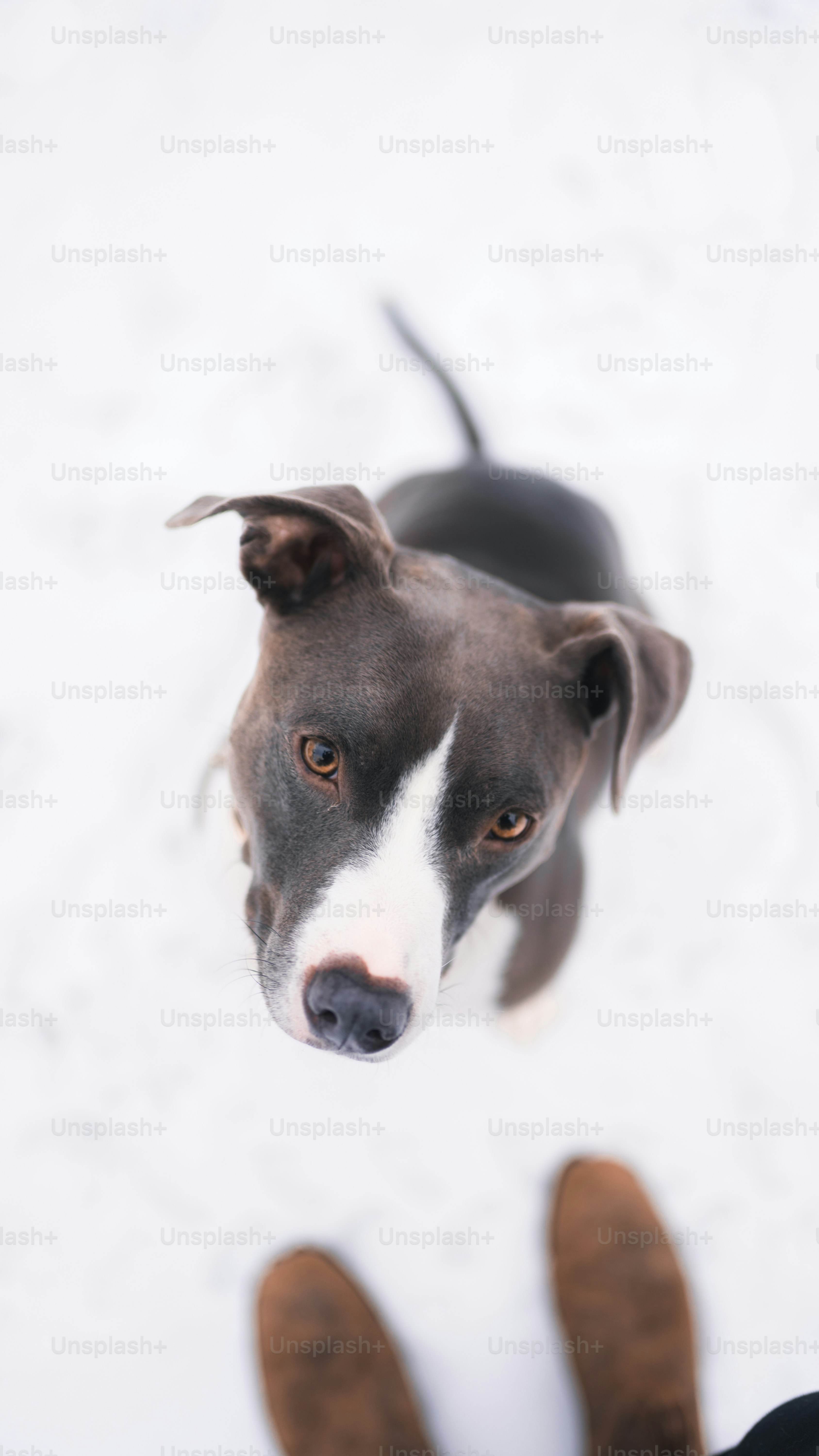 a brown and white dog standing next to a person
