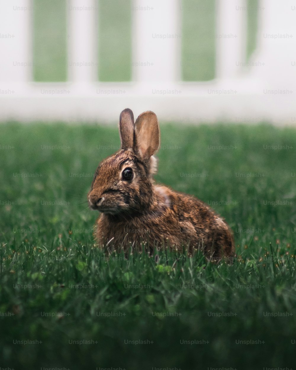 풀밭에 앉아 있는 작은 갈색 토끼
