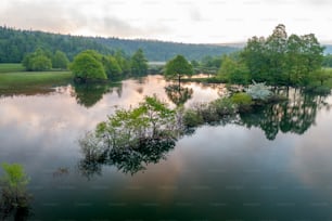 a body of water surrounded by lush green trees