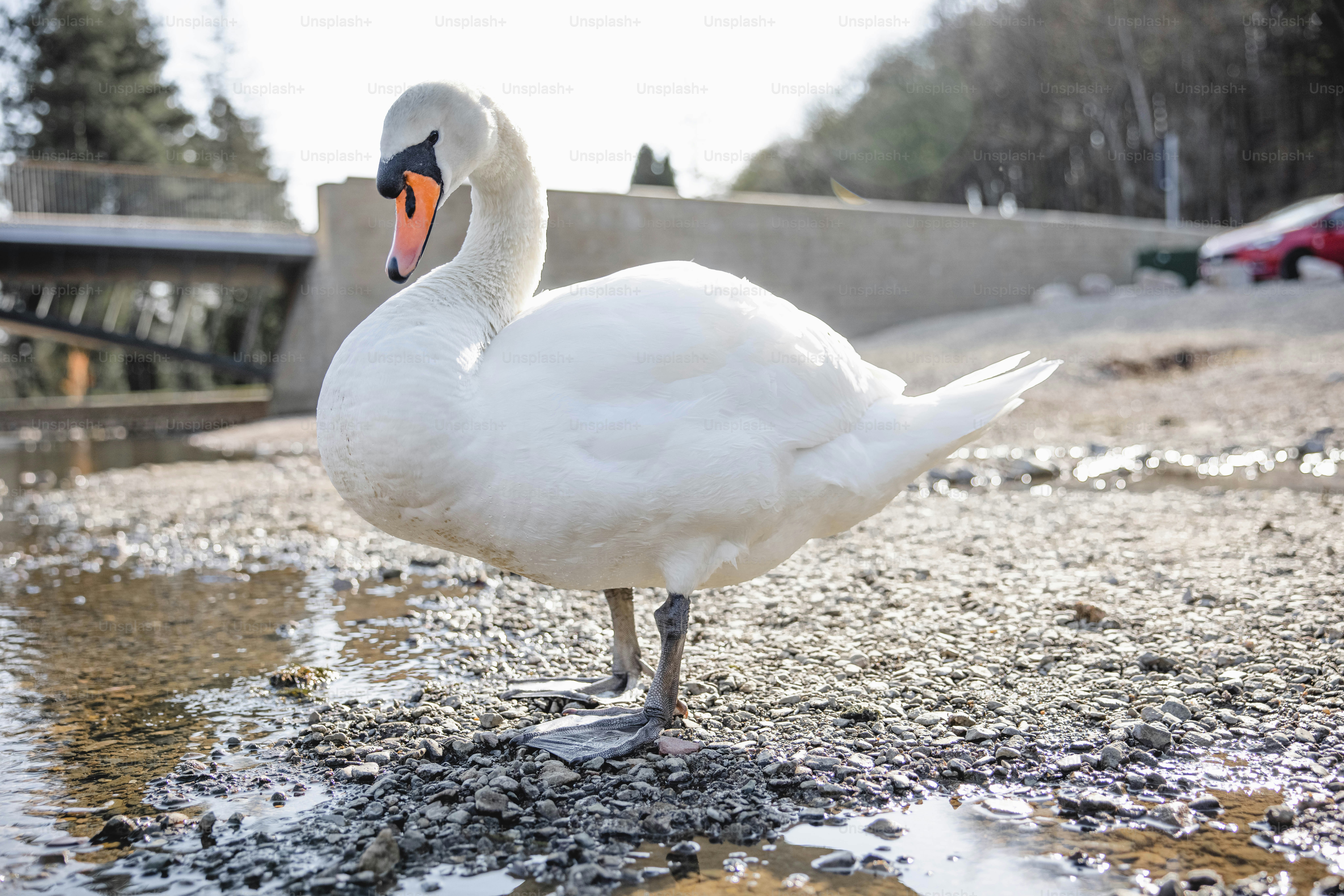 eine weiße Ente, die auf einer Wasserpfütze steht