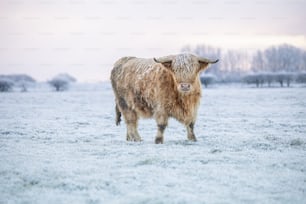 a brown cow standing in a snow covered field