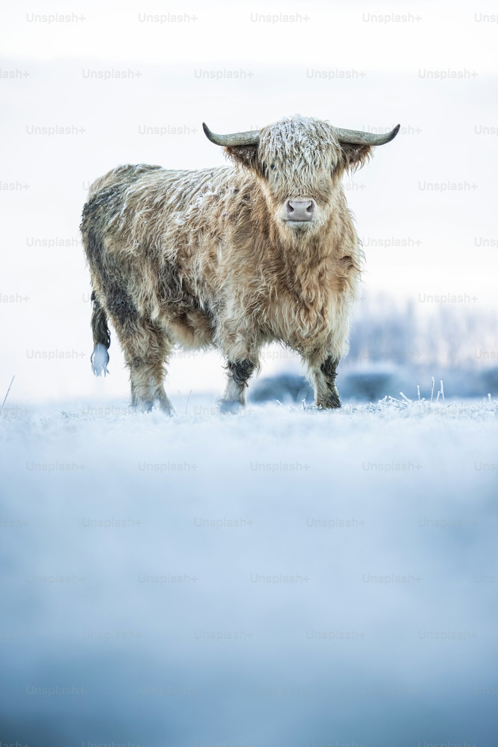 a brown and white cow standing in the snow