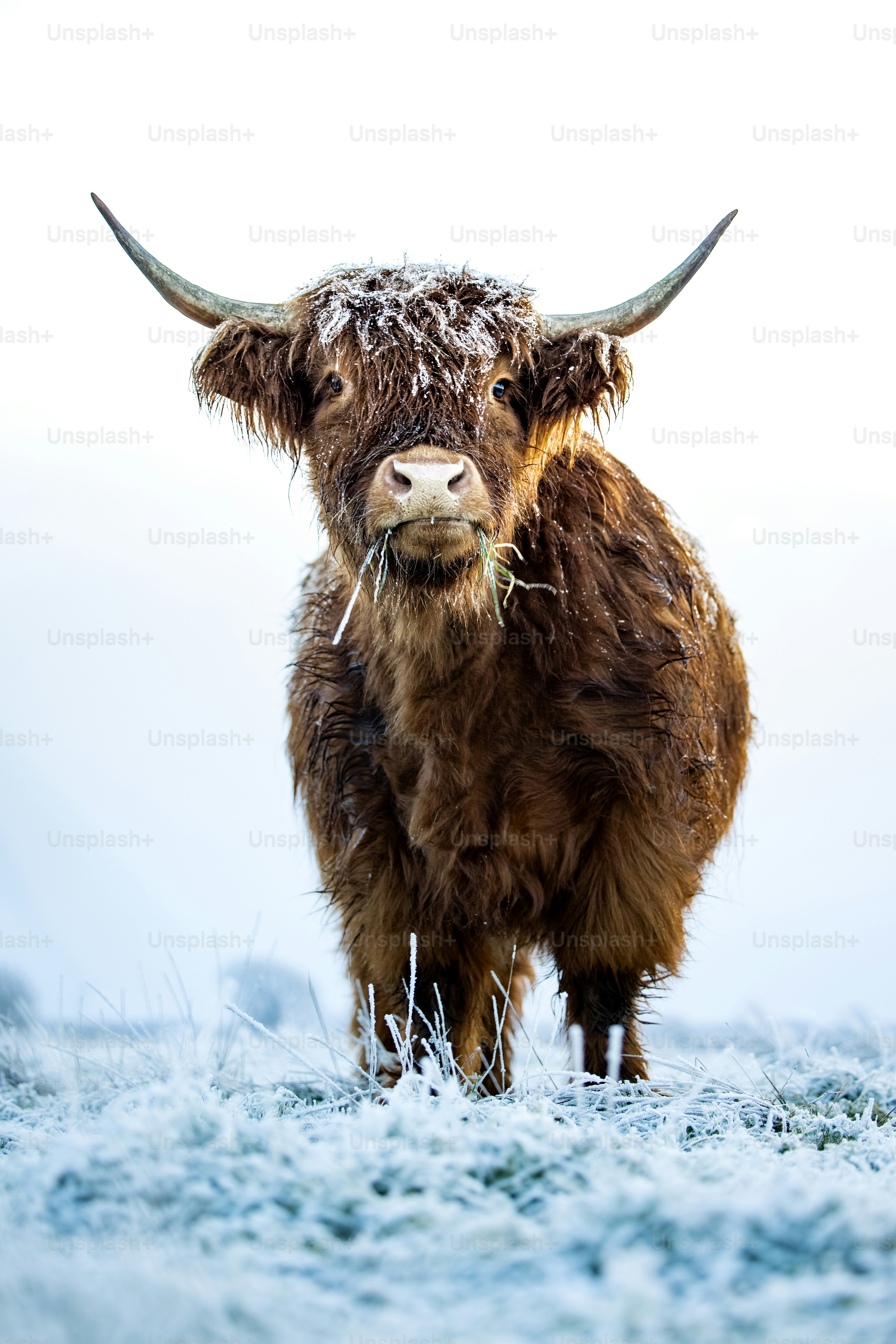 a brown cow standing on top of a snow covered field
