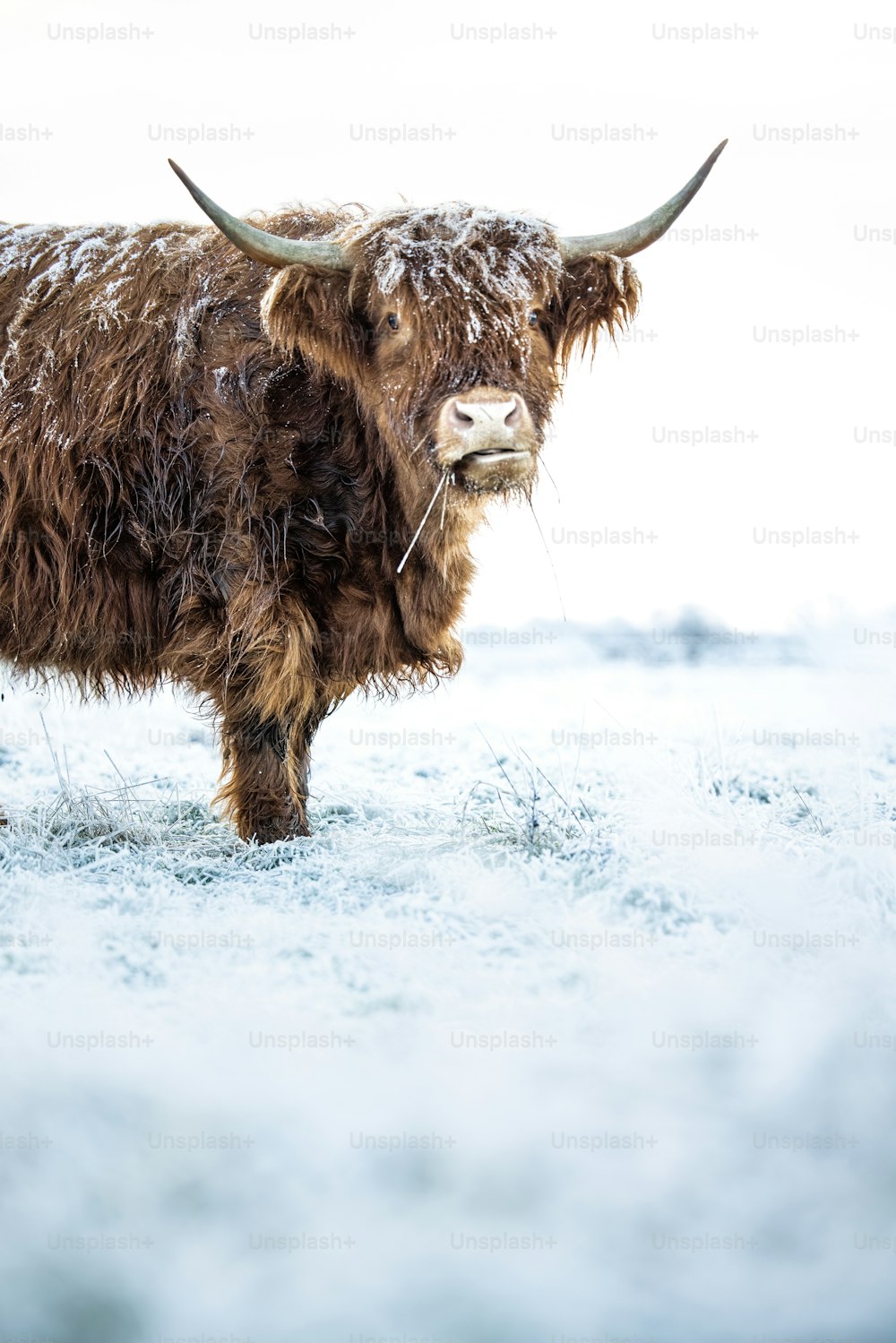 a bull with horns standing in the snow