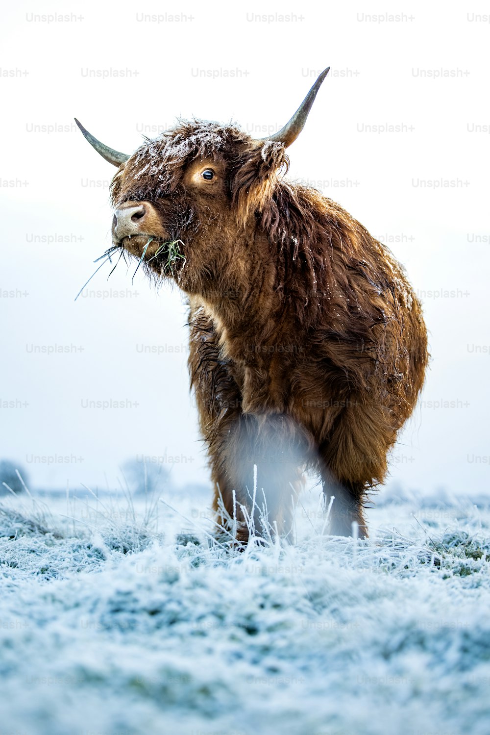a yak is standing in a snowy field