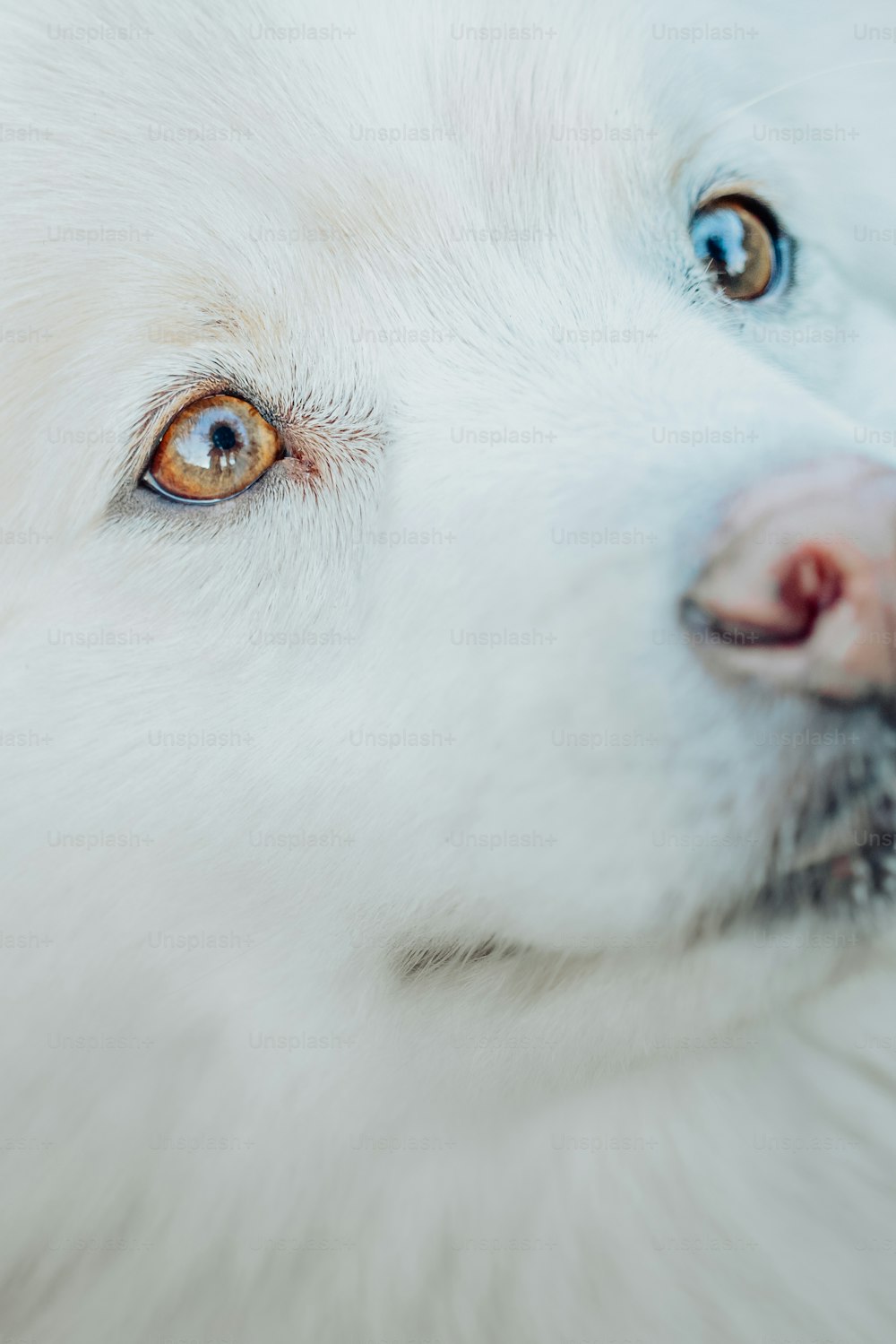 Un primer plano de la cara de un perro blanco