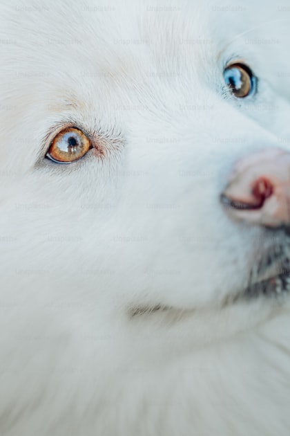Dog Eye Discharge: Colors, Causes, and When to See a Vet