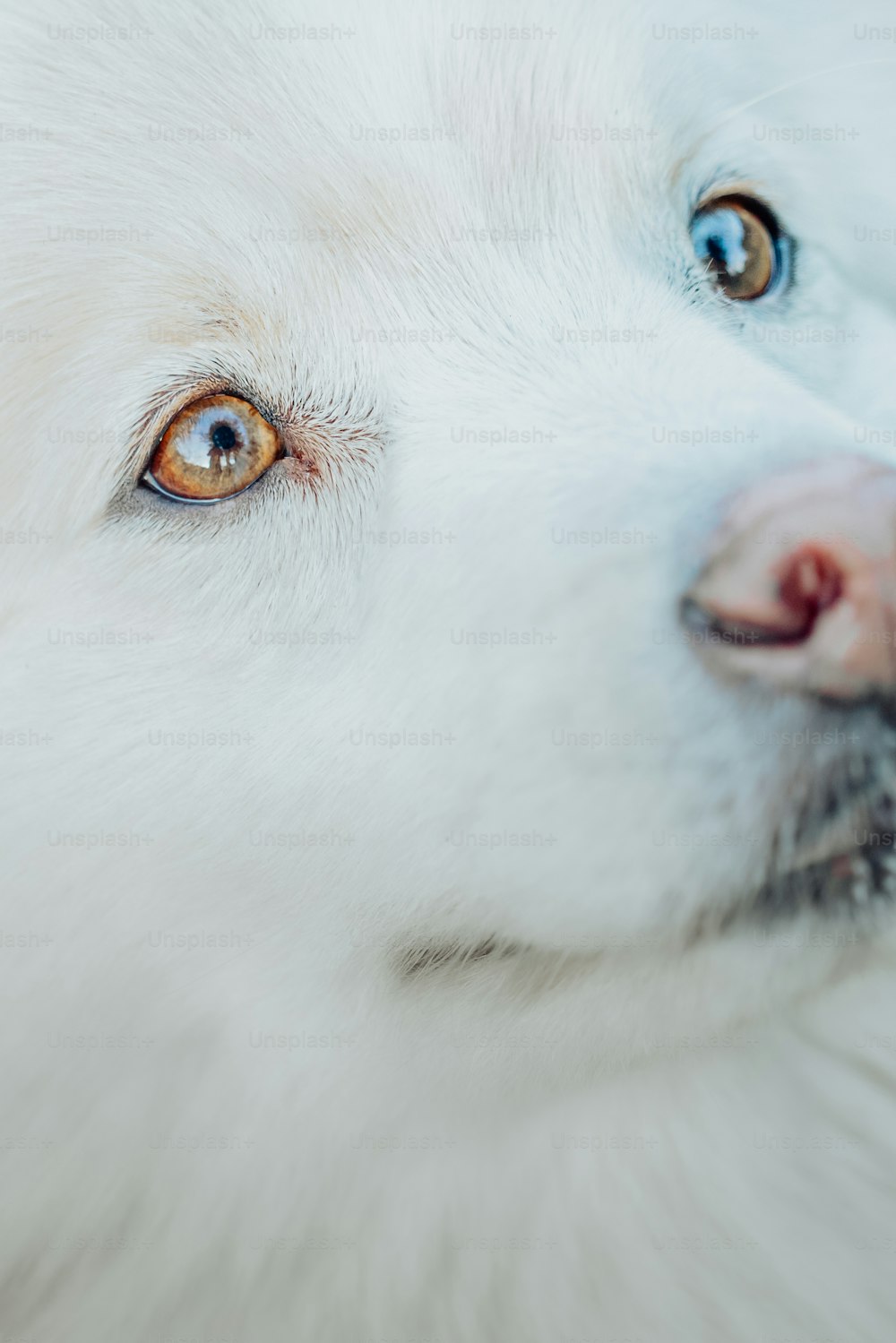 a close up of a white dog's face