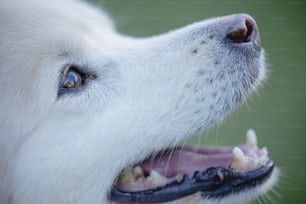 um close up da boca de um cachorro com seus dentes ausentes