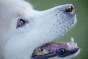 a close up of a dog's mouth with it's teeth missing