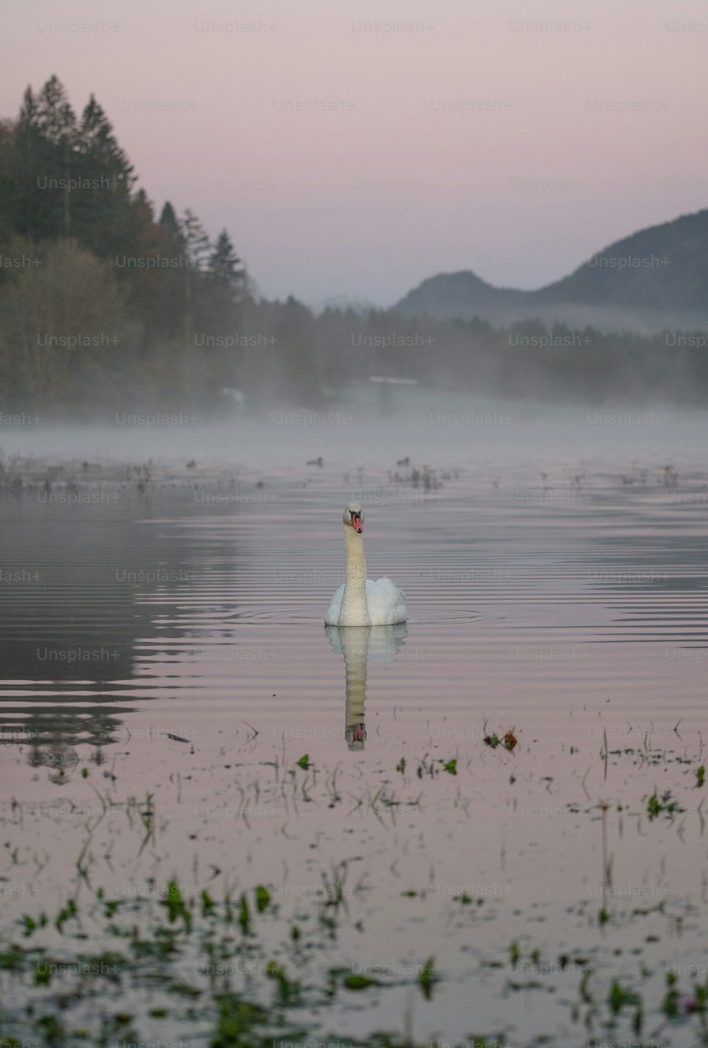 a white swan floating on top of a body of water