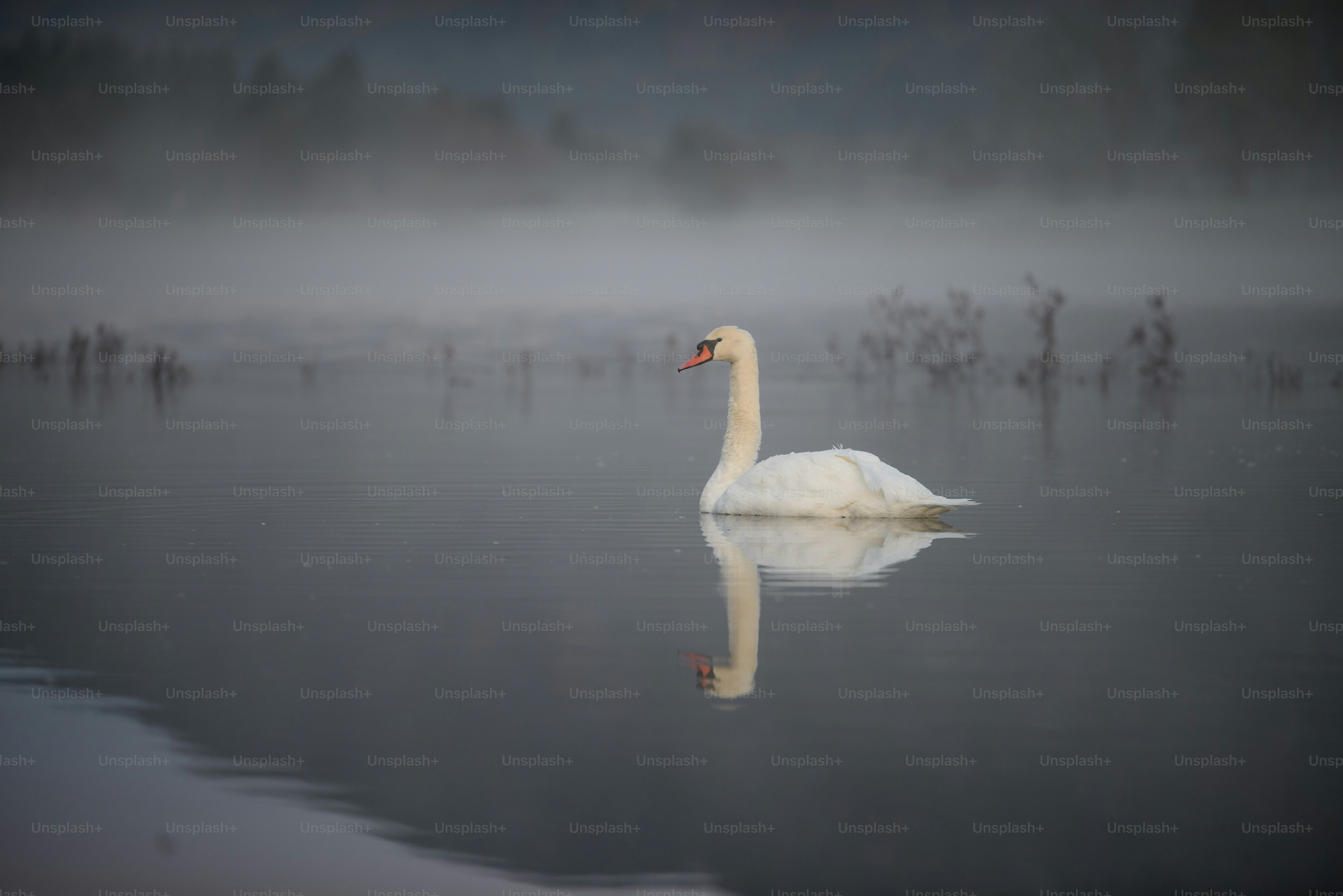 a white swan floating on top of a body of water