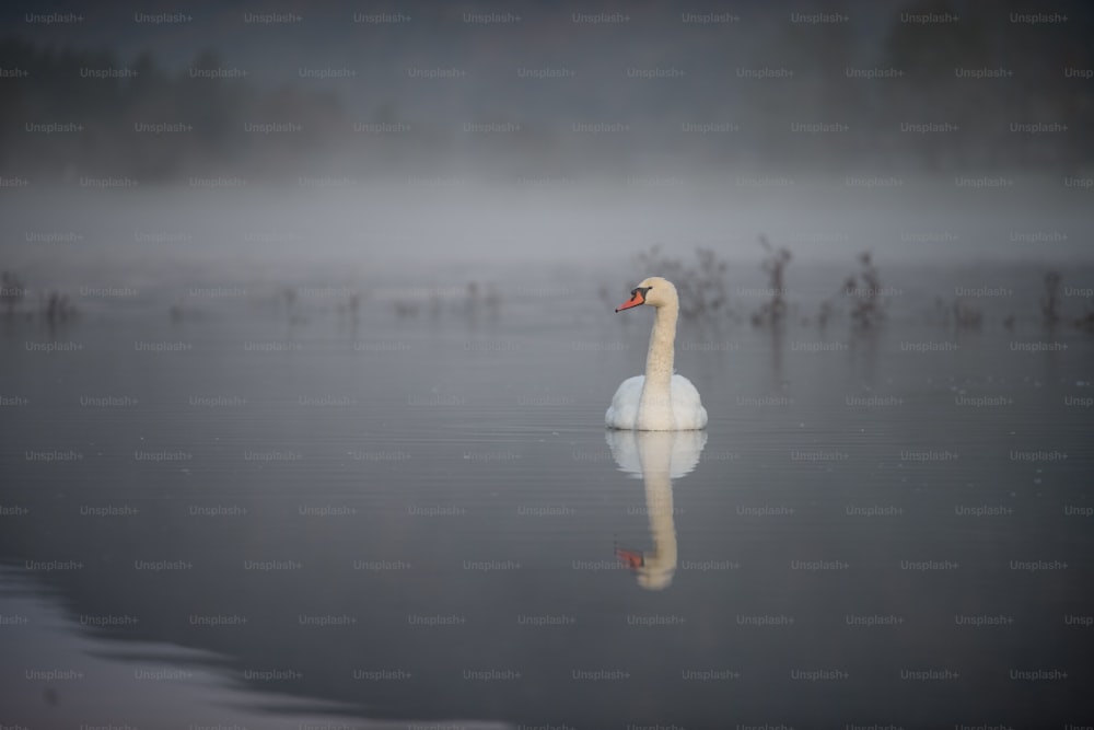 a white swan floating on top of a body of water