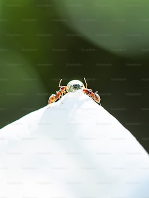 Un primer plano de dos pequeños insectos en una superficie blanca