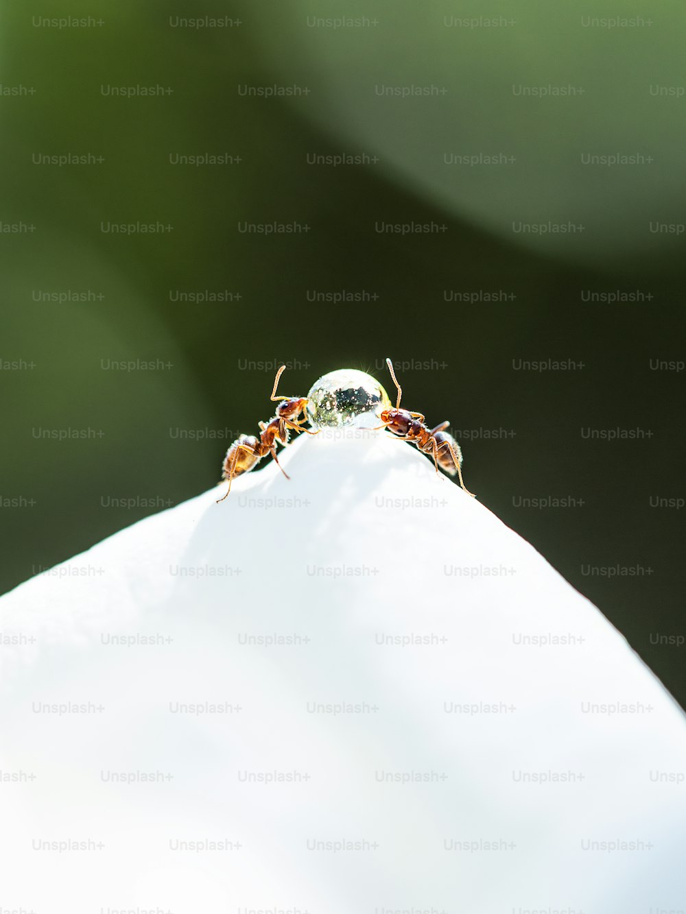 a close up of two small bugs on a white surface