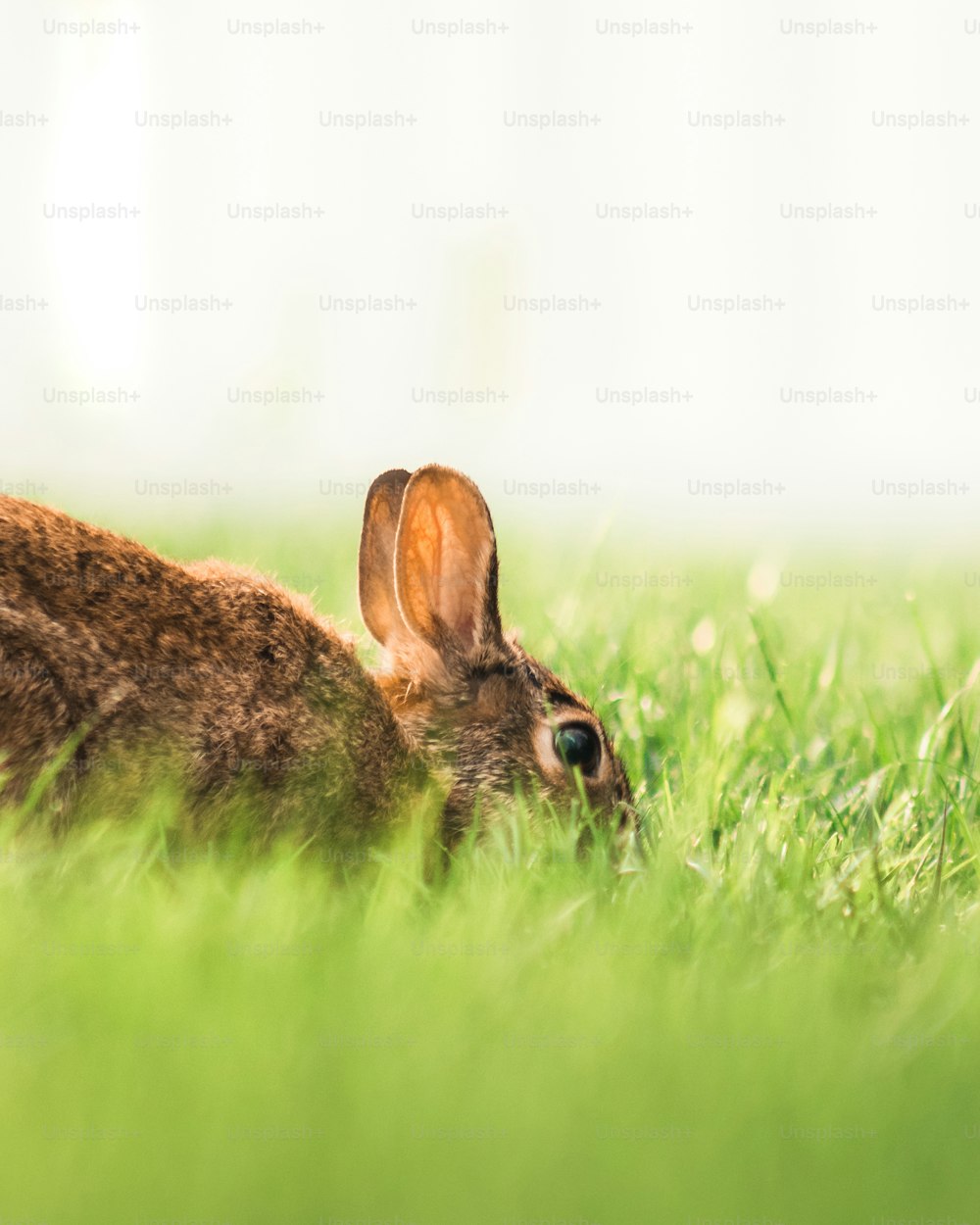 a rabbit is laying down in the grass