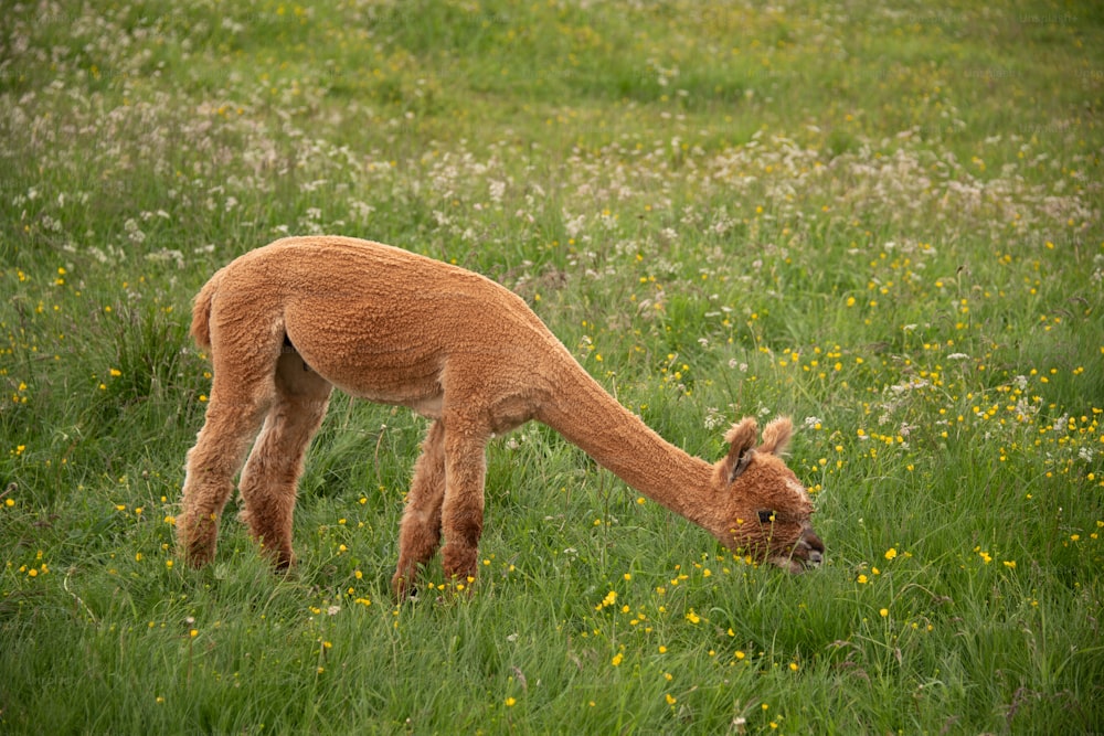 a llama grazing in a field of tall grass