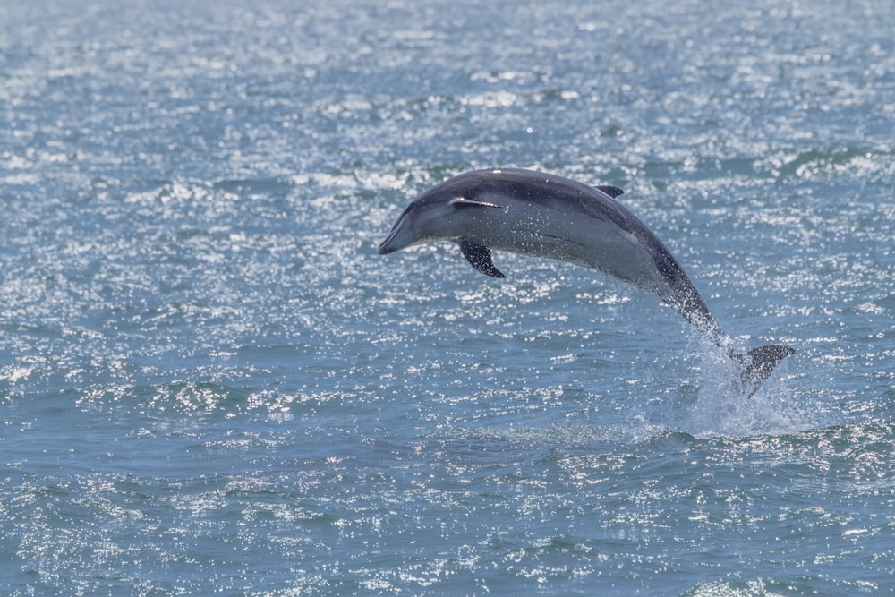 a dolphin is jumping out of the water