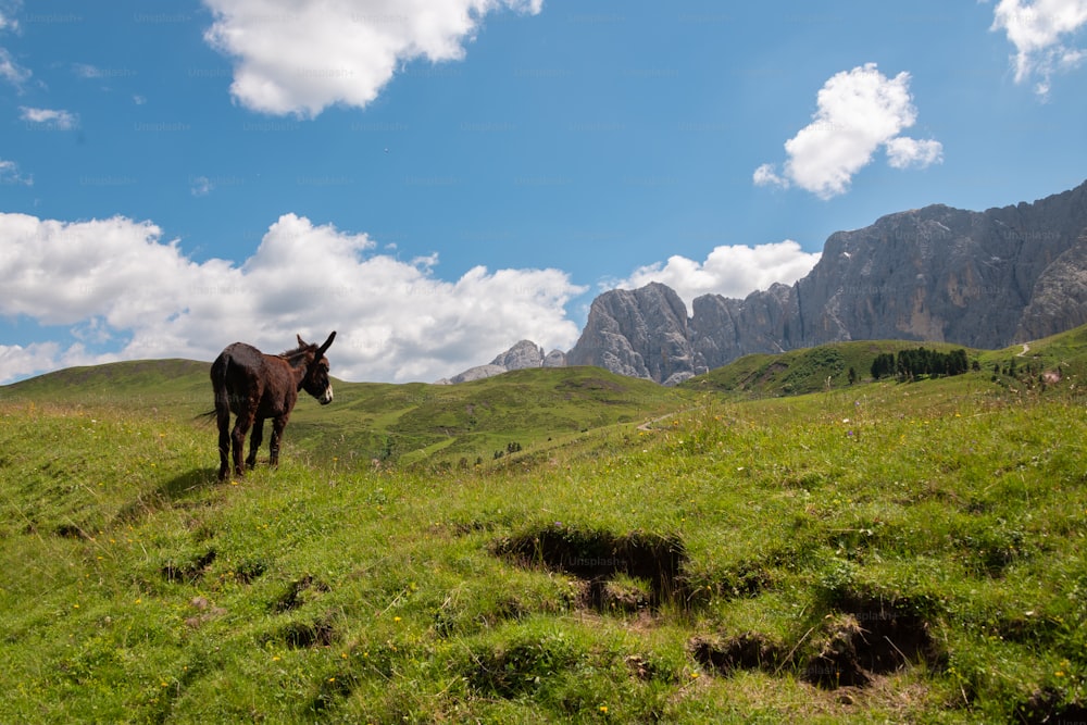 Un burro parado en un campo cubierto de hierba con montañas al fondo