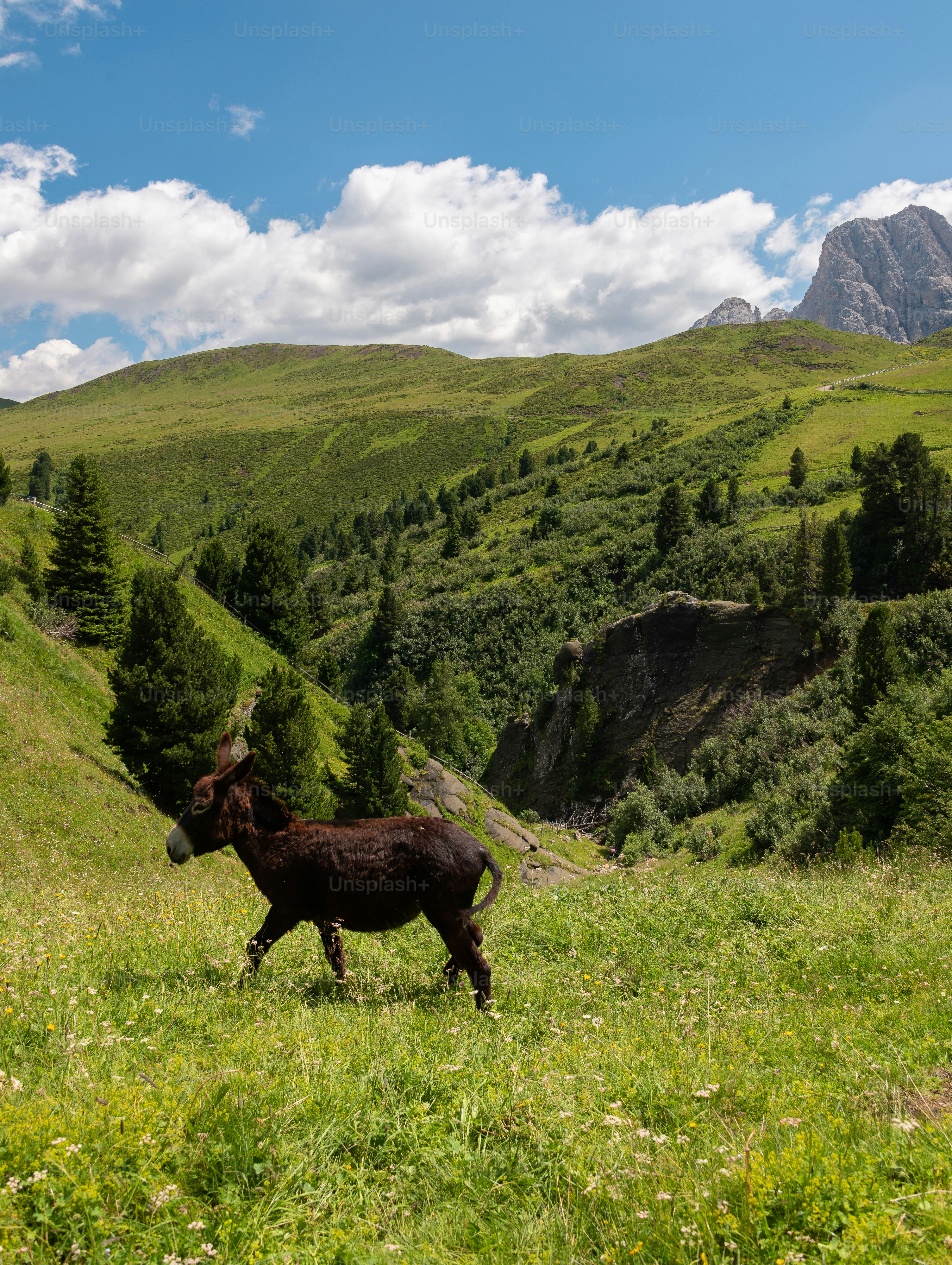 A donkey standing in a grassy field with mountains in the background ...