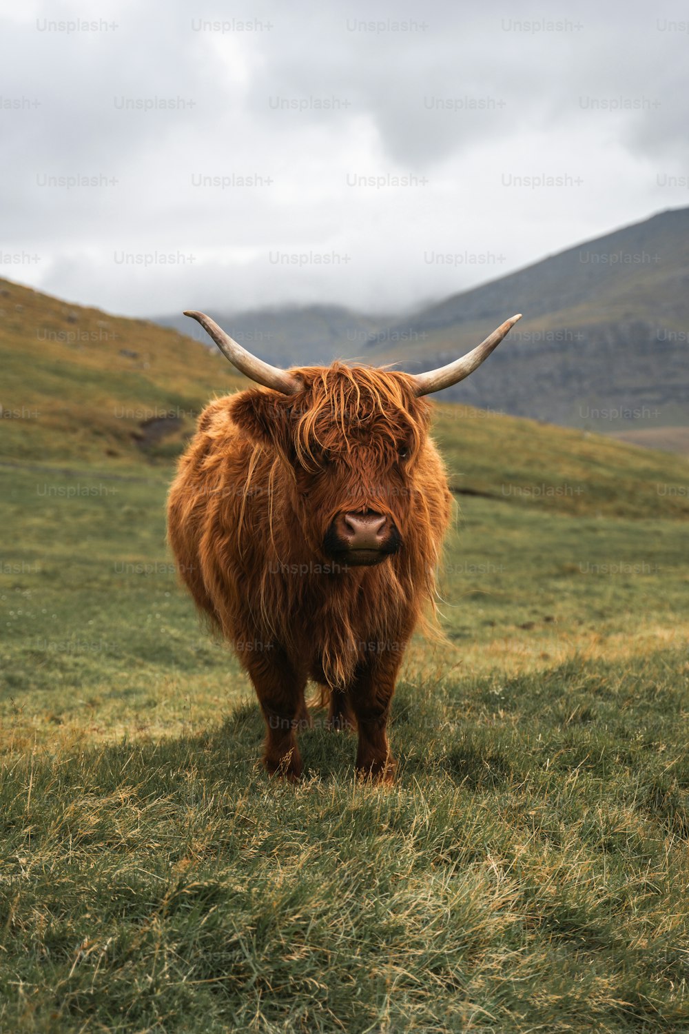 a long haired yak standing in a grassy field
