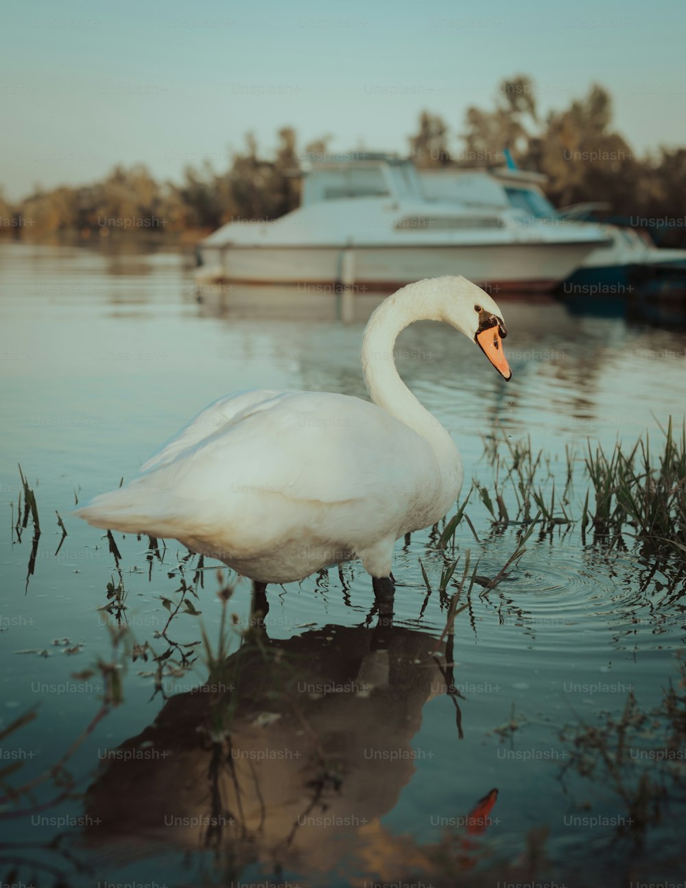 a white swan standing in the water next to a boat