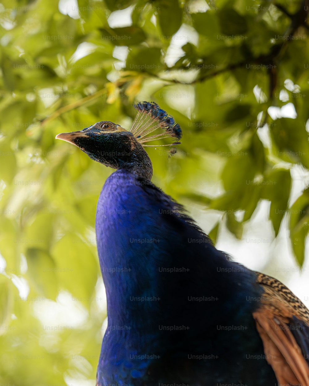 a peacock with a blue tail standing on a tree branch