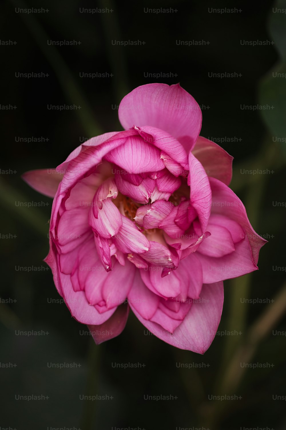 um close up de uma flor rosa com um fundo escuro