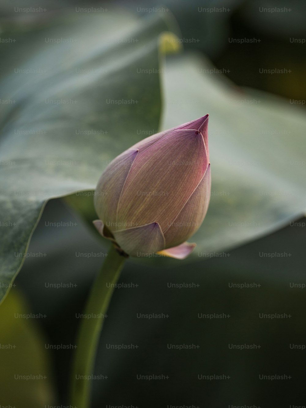 uma flor de lótus rosa sentada em cima de uma folha verde
