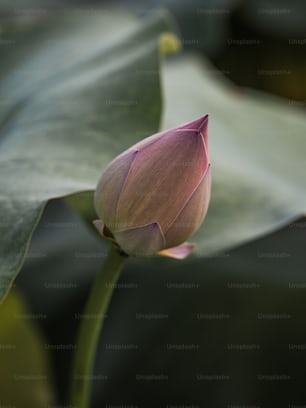 a pink lotus flower sitting on top of a green leaf